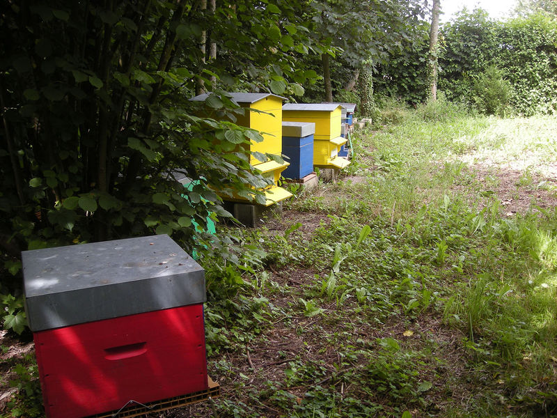 La ruche Brome Fierger